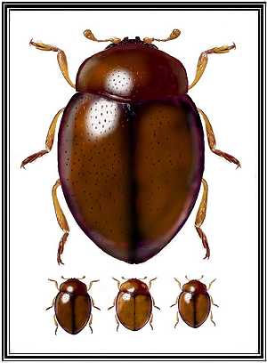 Coccidophilus sp.